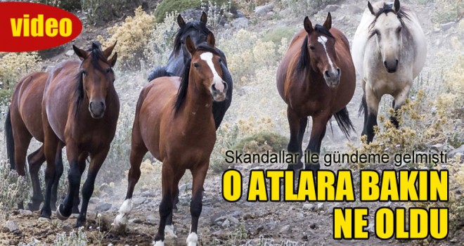 O Atlara Bakın Ne Oldu