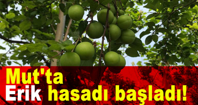 Mut'ta erik hasadı başladı! İşte fiyatı...