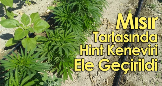 Mısır Tarlasında Hint Keneviri Ele Geçirildi