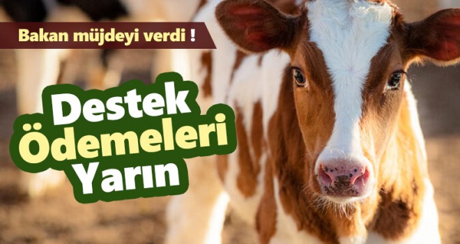 Bakan müjdeyi verdi: Ödemeler yarın yapılacak