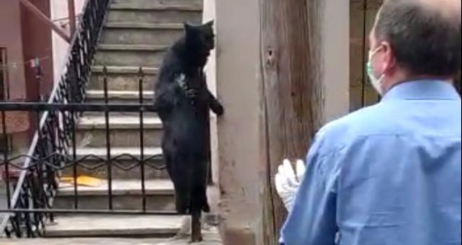 Demir saplanan kedi kurtarıldı