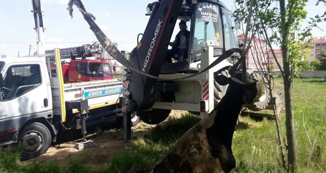 Kesilmesini İstemediği İneği Telef Oldu