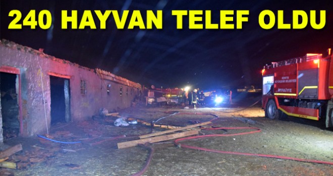 Ahır yangınında 240 hayvan telef oldu