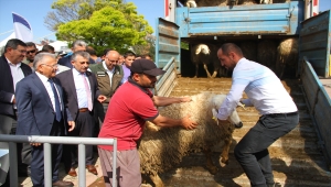 Kayseri Büyükşehir Belediyesi 3 bin 200 koyun dağıttı