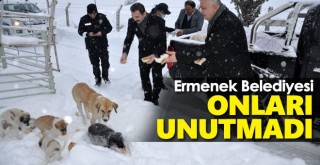 Ermenek Belediyesi sokak hayvanlarını unutmadı